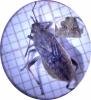 Stictopleurus punctatonervosus